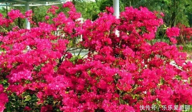 三角梅|最适合盆栽的三角梅,只要做到这几点,保准一年四季花开不断
