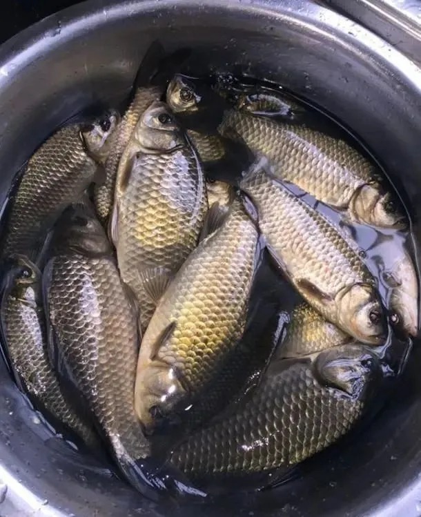 冬天的鱼都藏在草里?其实不是所有水草都有鱼,这些地方才聚鱼