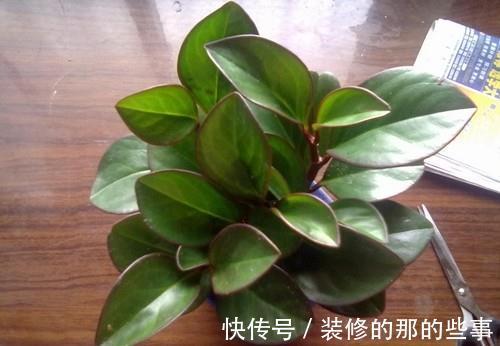 墨叶|养花试试这几款,叶片墨绿,肥厚多汁,耐活好养,品种繁多