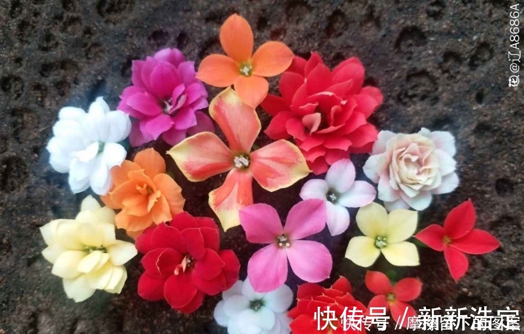 叶插|长寿开花变异了,十年都见不到一次,真稀罕