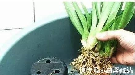 浇水|花卉换盆时,这些没做好,就等于白换了