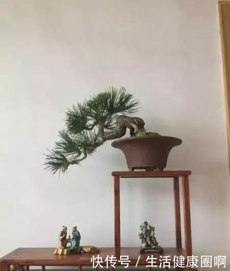 爱木盆景I 黑松家庭养护小记!