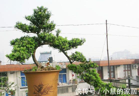 盆景|种“霸气花”,镇宅又大气,家里养一盆,护家守家保平安
