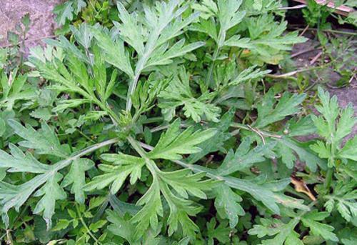 妇科病|妇科病的天敌算是找到了，女人常吃，睡眠好了，远离妇科病困扰