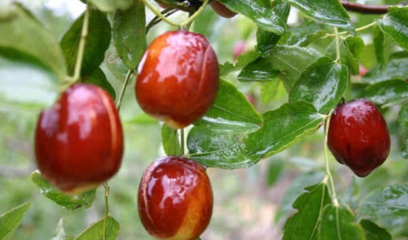 相伴|“日吃3颗枣,永远不显老”,大夫提醒:吃红枣必知7大“禁忌”