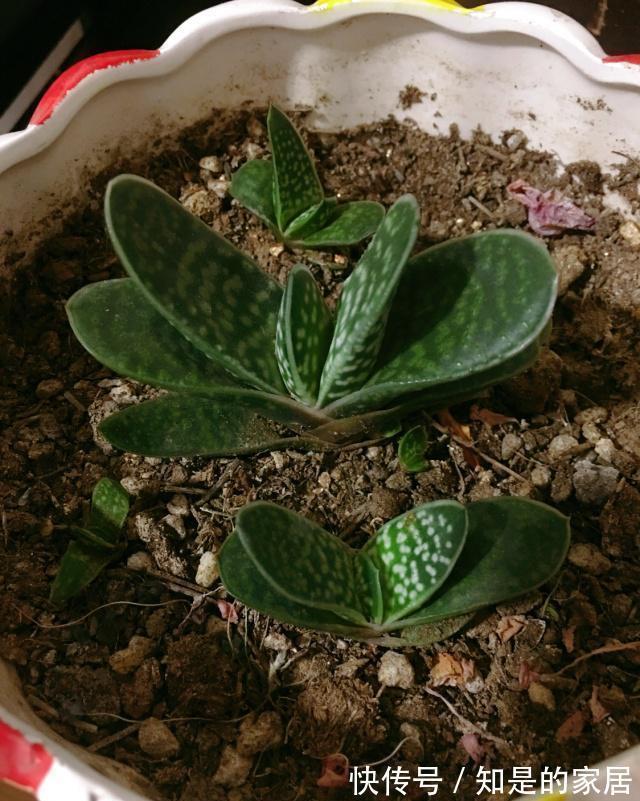 呆萌可爱|一款叶子对半长,形似元宝的多肉,看着呆萌可爱,打理真省劲