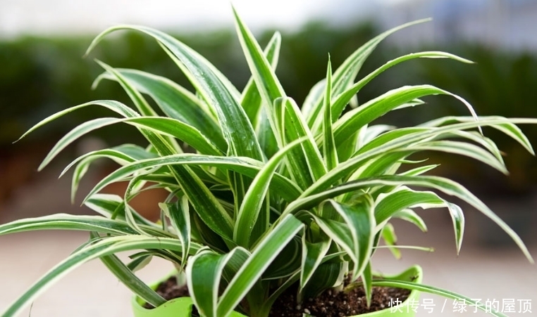 房间总是飘散灰尘,试试养这几种植物,轻松去除灰尘