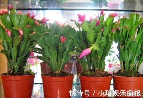 养花|想要养花不换盆浇水时加点“它”,10年盆土也不会板结,很好