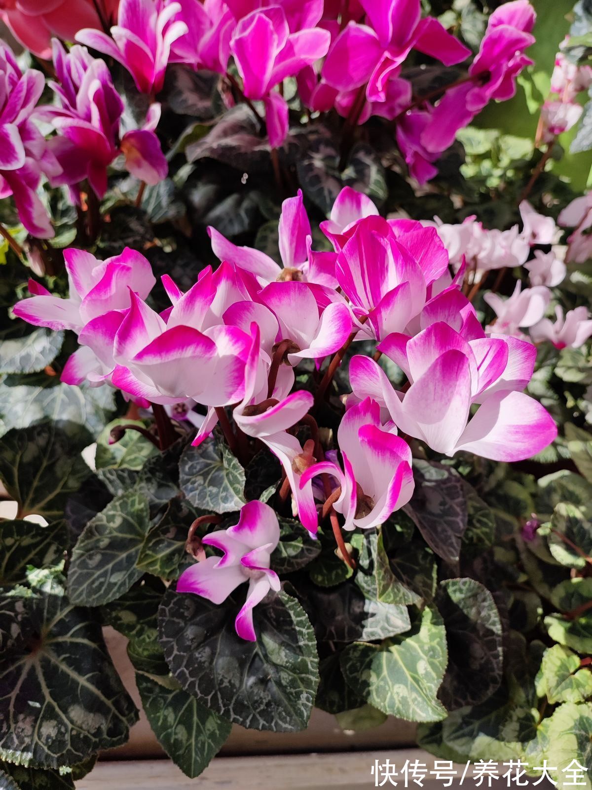 5种矫情花,不能干,不能湿,实在是娇气