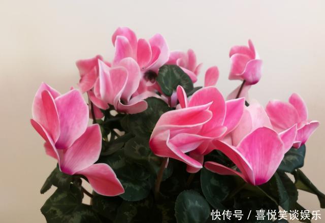 4种花被称为“夏必死”,没有大棚环境,新手春季最好不要买