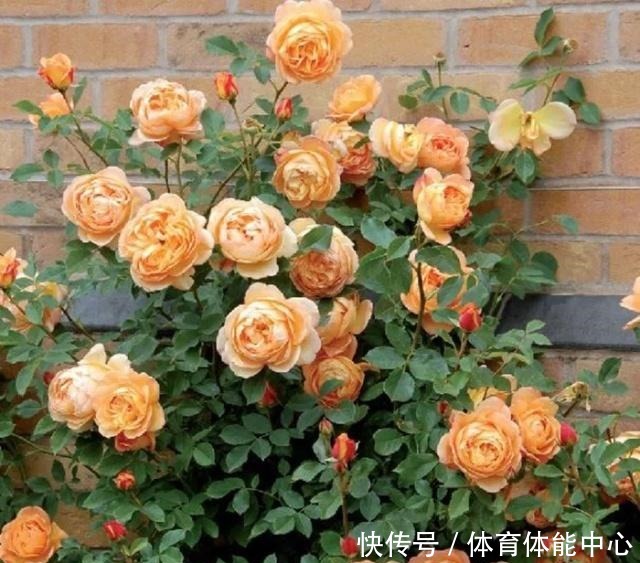 月季藏有“小开关”,长出“这种”枝条别乱剪,养2周花朵爆盆!