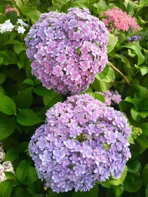 长寿月季花后赶紧剪一刀,剪完就开花,一直剪一直开!