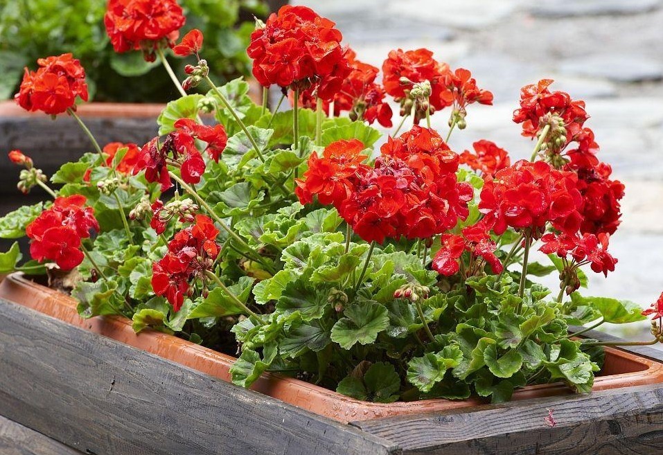 土质|养花，戒掉这些坏习惯，养啥花都简单，爆盆不成问题