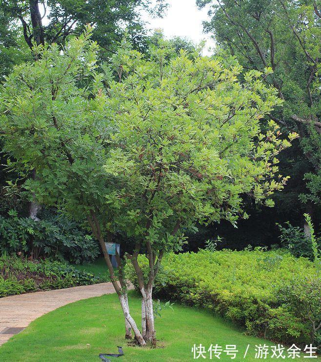 3种“小盆景”能香几十年,客厅养一盆,小巧高雅,富贵不俗