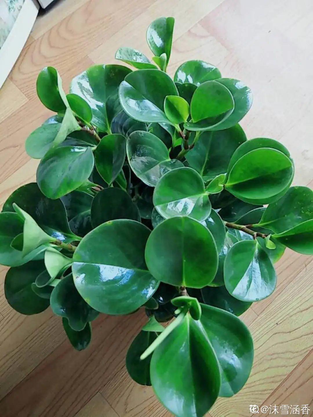 折腾不死的25种花,咋养都爆盆,家里必须养!