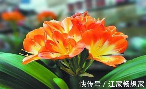 家庭养君子兰,这个地方不能摆,不然黄叶不开花!