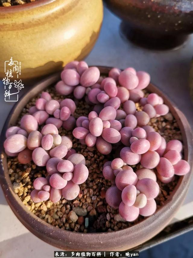 养多肉近四年，一路的走来，阳光总在风雨后！