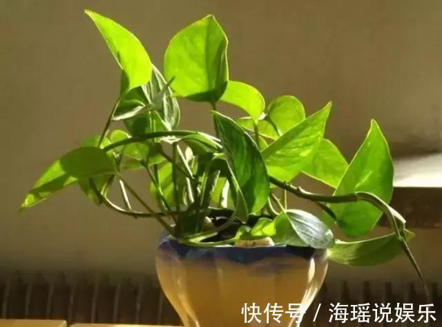 爆盆|都说绿萝好养,我家的总是长不好,绿萝这样养,一个月就爆盆!