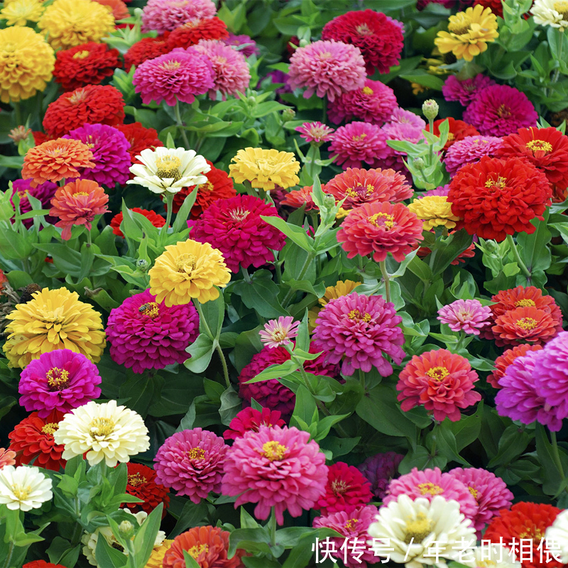 喜欢在家中中养护花卉，就选花期长，花色绚丽，人见人爱的3种花