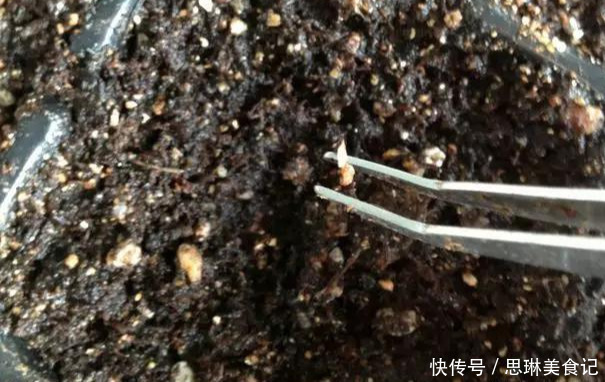 这花像长寿花一样好养,全年不间断的开花,太美了