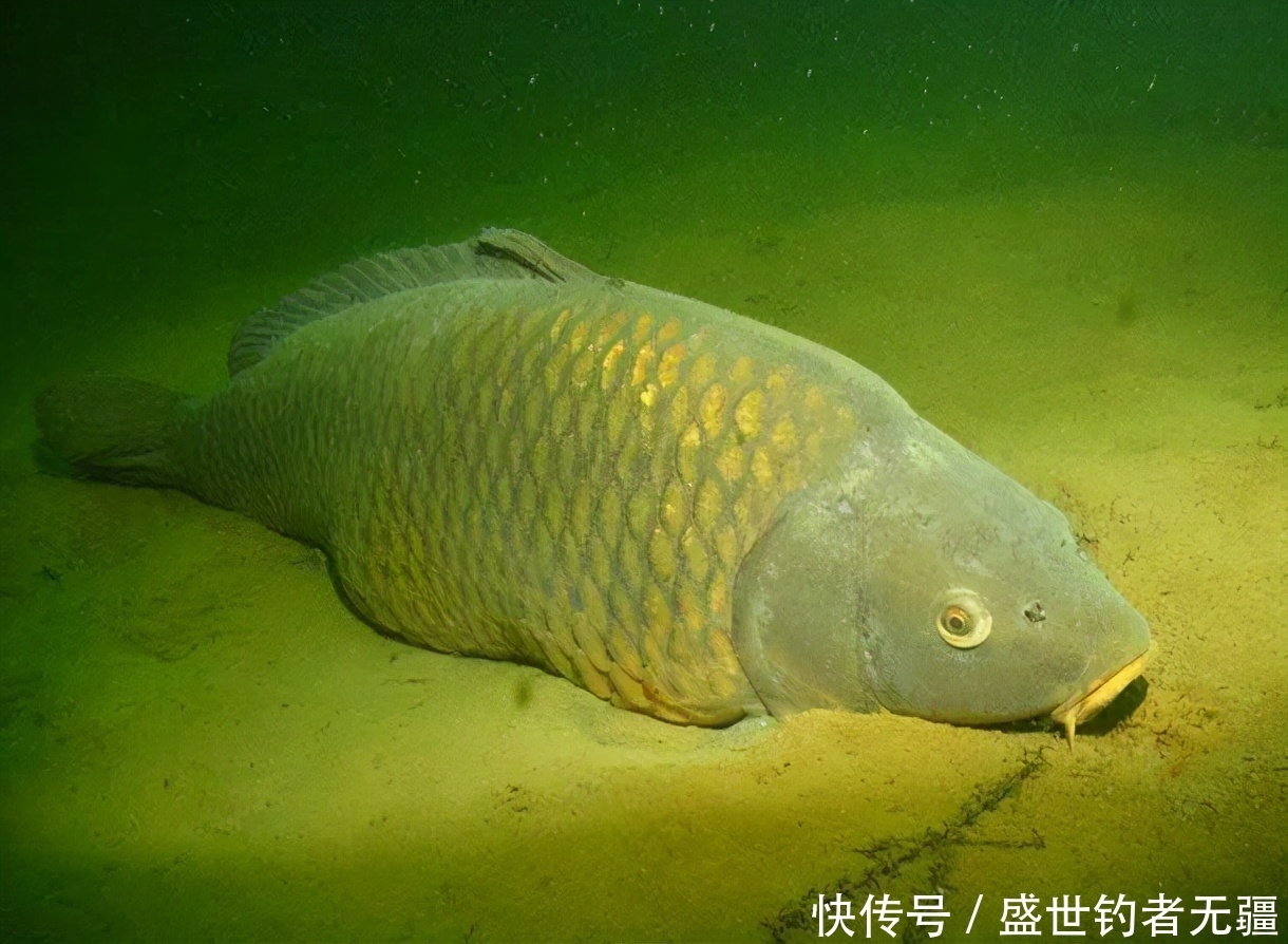 鱼突然停口是什么原因?用好对策别白费工夫!——盛世三渔
