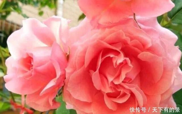 几款花卉,花开繁盛花香怡人,雍容华贵,养护简单