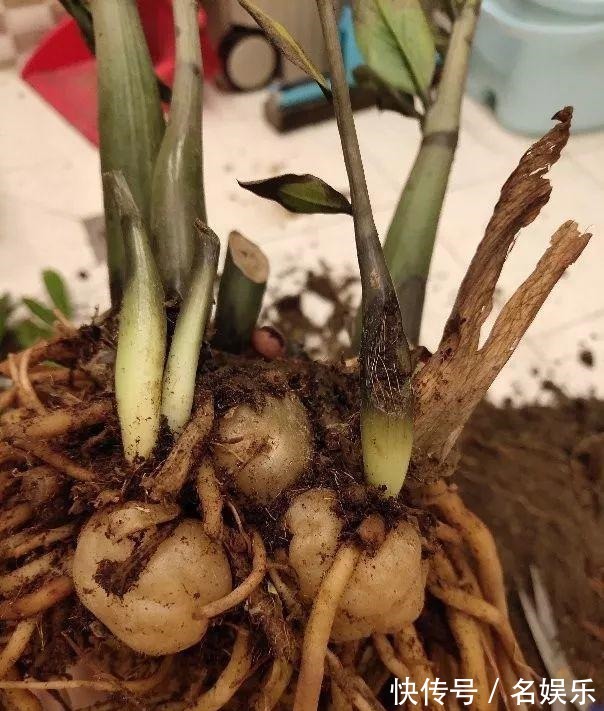 8种花现在赶紧剪，剃光头撸光叶，越狠越爆盆