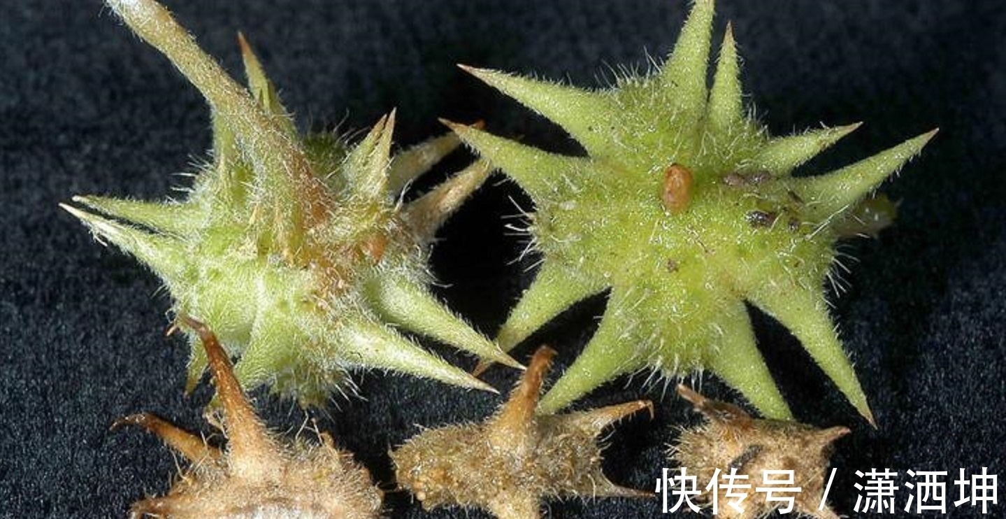 强身健体|遍布各地的野草,却是运动员唯一可以使用的“兴奋剂”