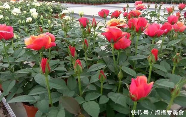 土质|月季盆栽要领分享：作为养花人，收藏这一篇就够了！