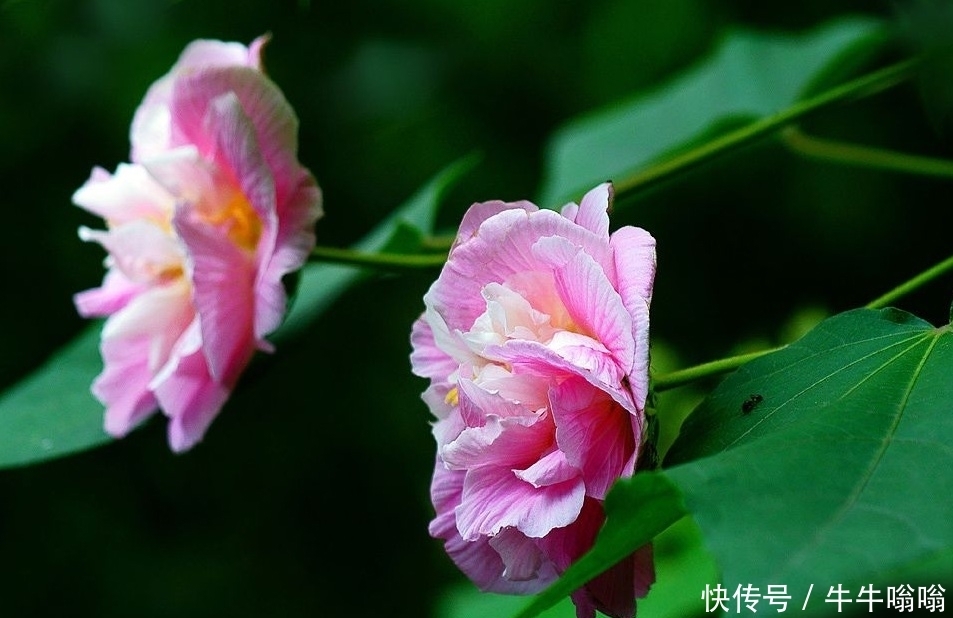 花朵|农村一种美丽的花朵,城里卖15元一盆,插杆就能活,好看又好吃