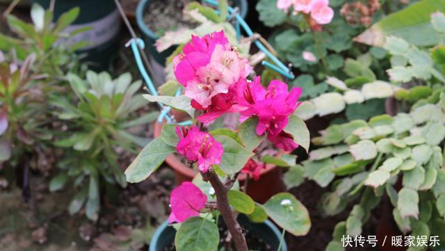 花苞|养三角梅,满足它3个“要求”,不管啥品种,都能开满花