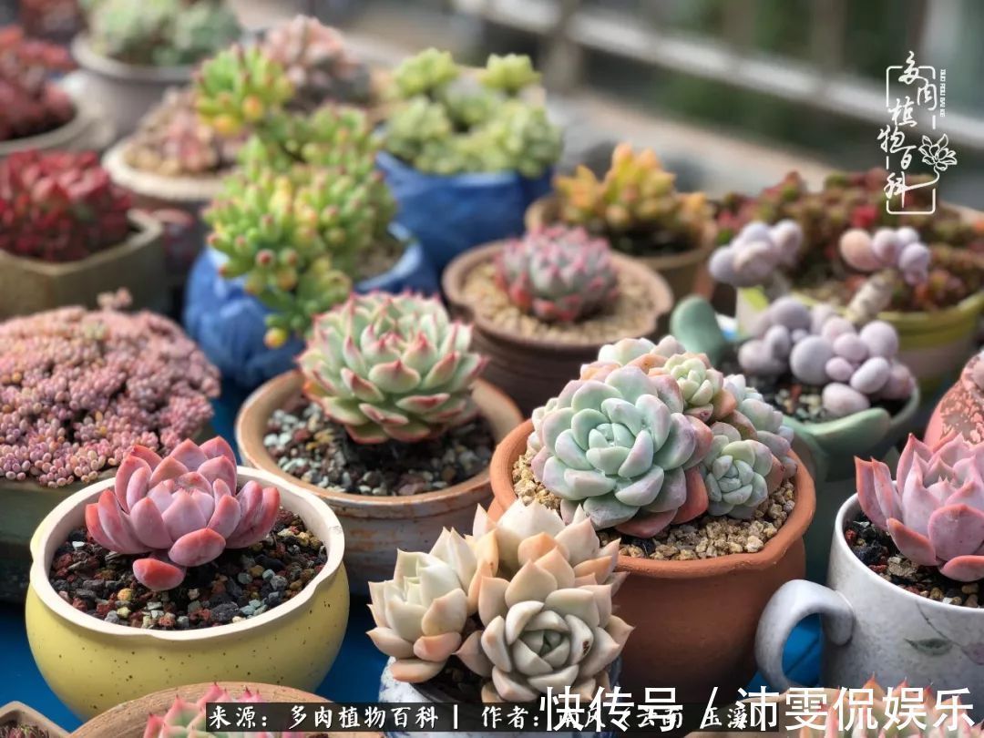 深秋里,种多肉、赏多肉、会肉友,马不停蹄快乐多!