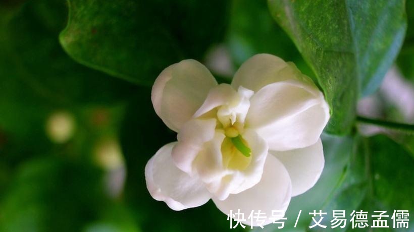 茉莉|“茉莉花”养护全攻略