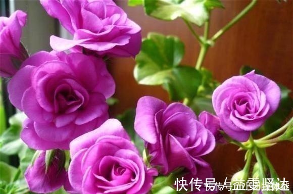 红女巫|此“花”一年开花好几次,花朵漂亮似玫瑰,养在阳台路人都夸美!