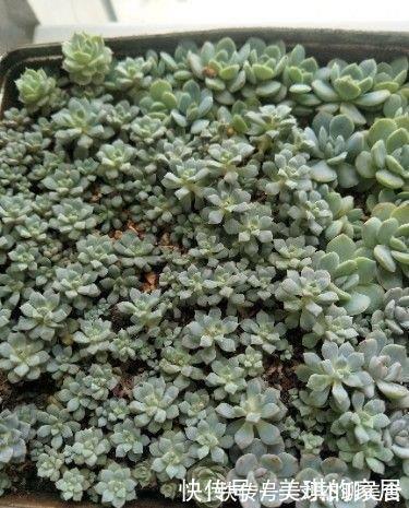 多肉叶片扦插繁殖,利用懒人法,长势旺盛,一盆变几十盆