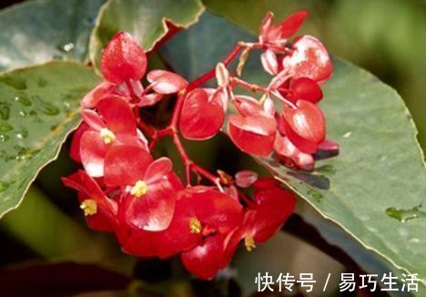 盆栽|世界最美花卉之一金色庆典，媲美牡丹，多季开花，盆栽也可以