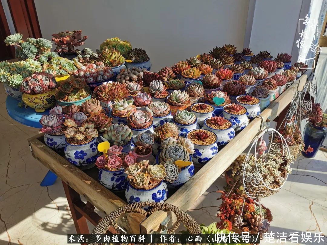 三色堇|懂得珍惜的人,才值得拥有更多美好的事物!养多肉也是如此!