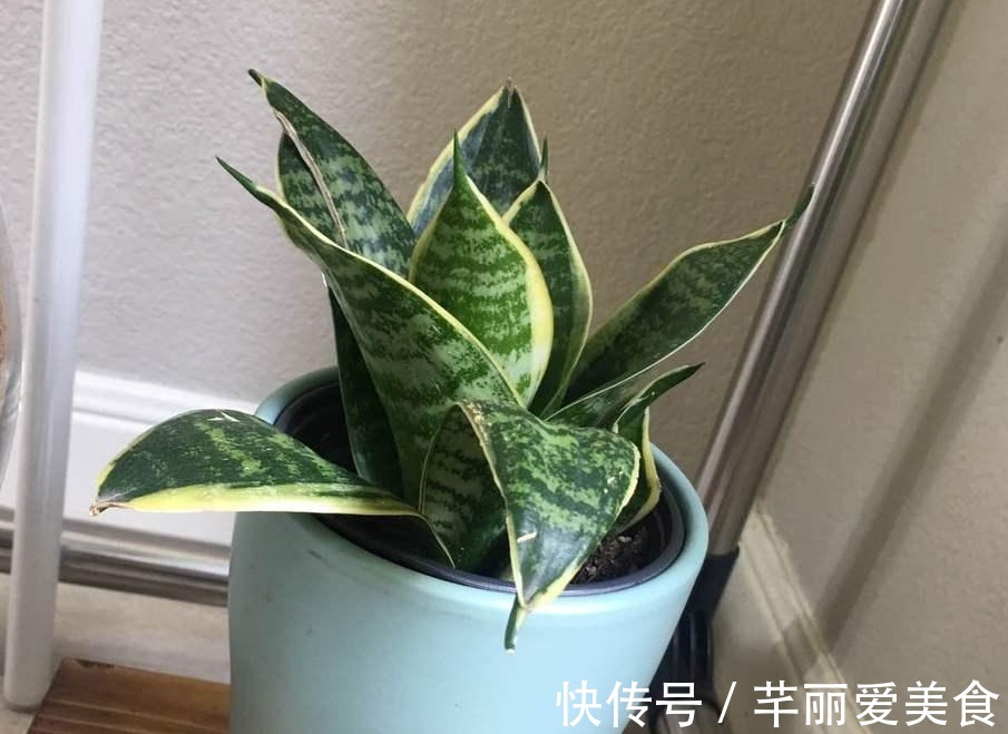 学2招，让不爱出芽的虎皮兰接二连三地往外冒新芽吧！