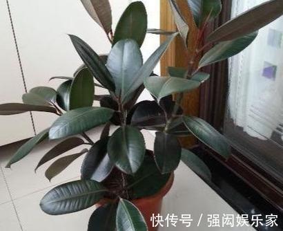 让橡皮树多“发芽”,记住1个“养花经”,30天冒出一排“新芽”