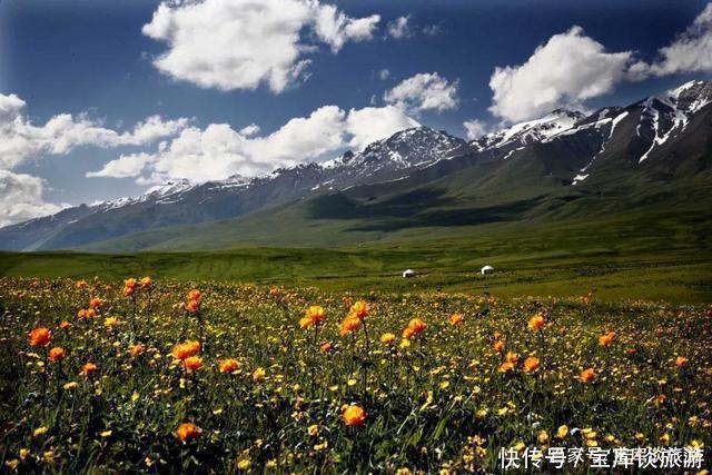 草原|你可去过伊犁美丽的大草原？这可是个不可多得地方，独具西域风情