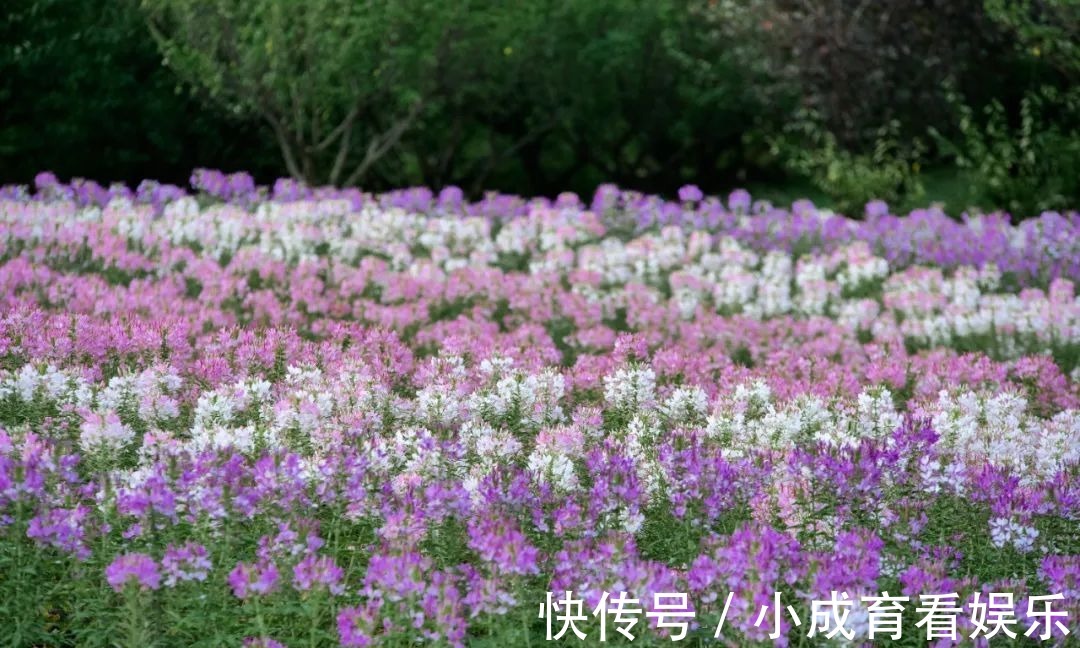 马鞭草|醉蝶花，马鞭草，地肤..