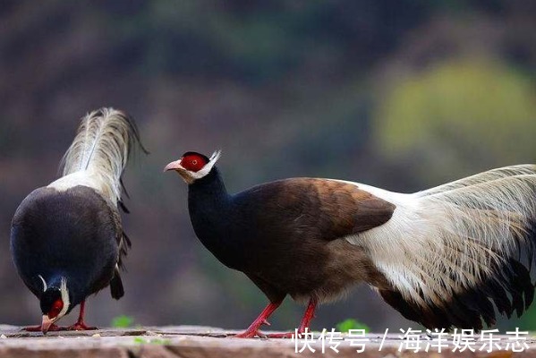 合作伙伴|生肖鸡请珍惜2个人，一个与你白头偕老，一个助你钱财花不完！