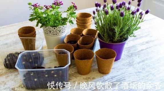 养花施肥不懂!摸清这3知识点,保证盆栽用对肥得到最佳效果