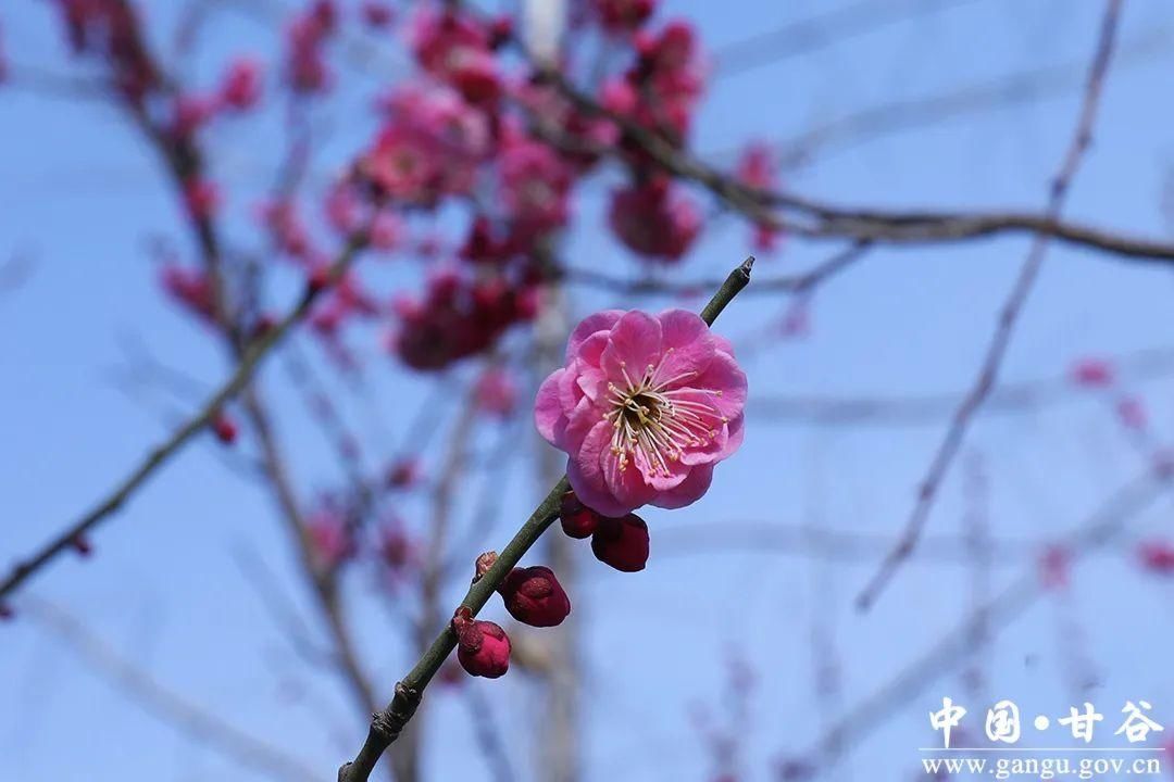 【春日印象】甘谷：梅花盛开春意闹