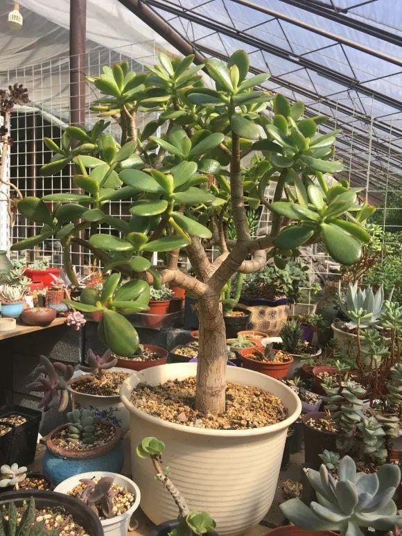 夏天这8种花不用买，叶子丢进花盆里，嗖嗖长白根