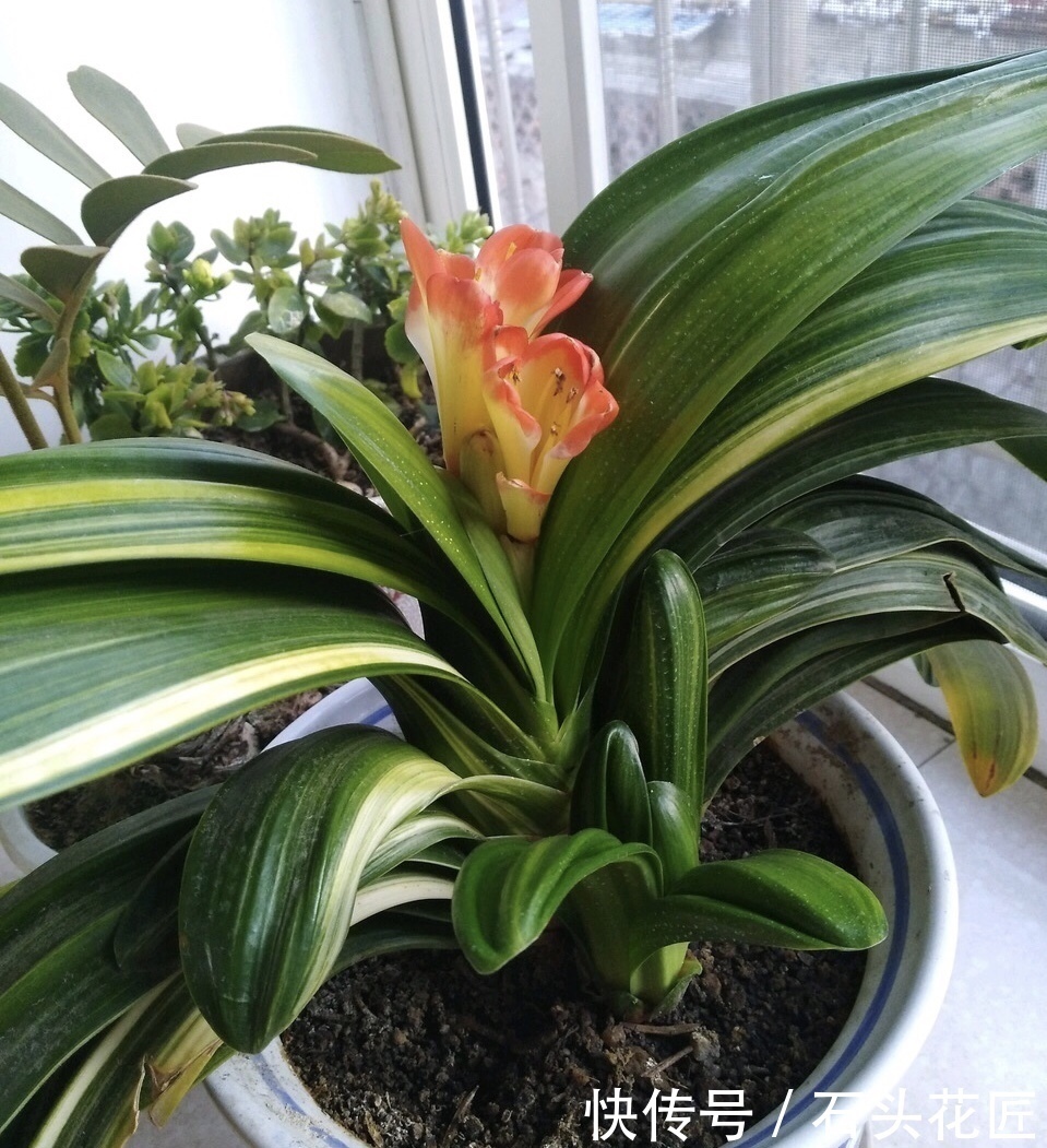 秋天给君子兰“追1种肥”,花盆里冒出“二胎”新芽,赚大发了