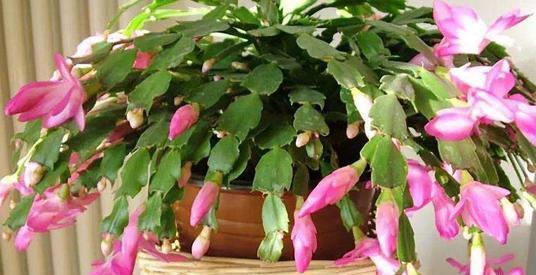 想要多养几盆蟹爪兰的扦插方法,成活率高,大家学会了吗