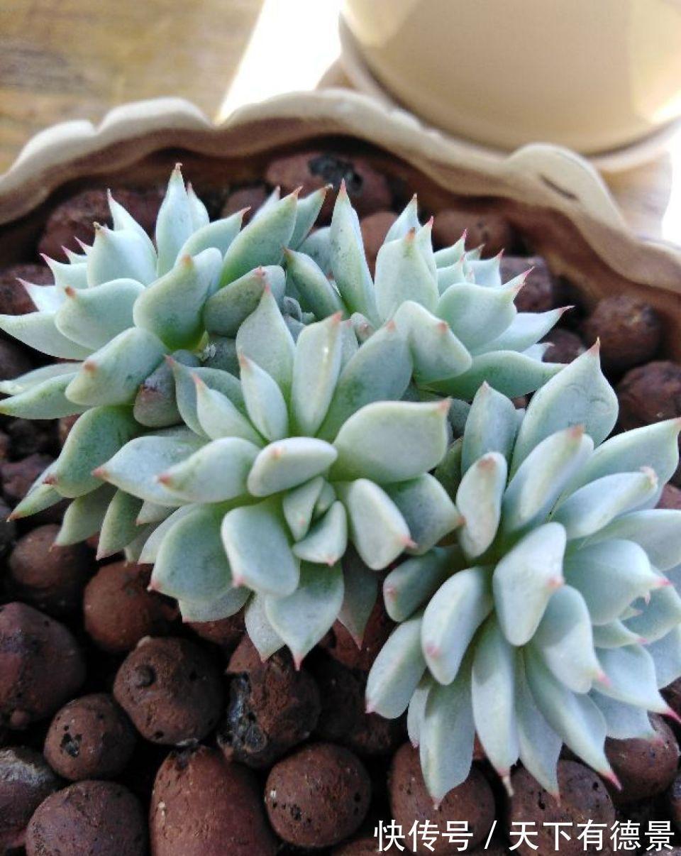 多肉狠心剃个头,呼呼长满小肉芽,20天就爆盆