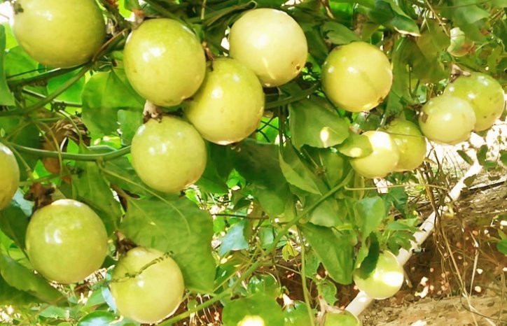 补钙|它被称为“补钙果”,掰开全是籽,卖50元一斤,却少有人吃过