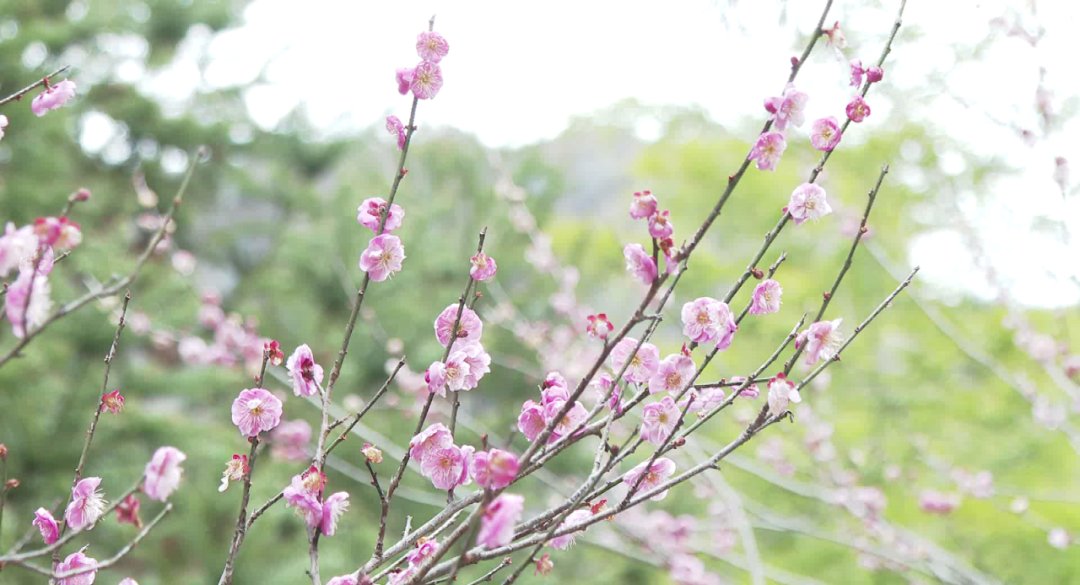 梅花|立春赏梅，太漂亮了！永嘉这里万株梅花盛放！